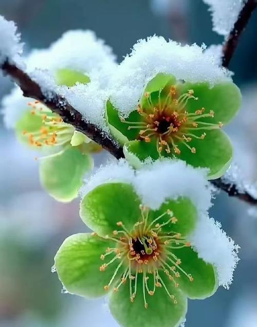 水梅花的花语有哪些？它象征着什么？