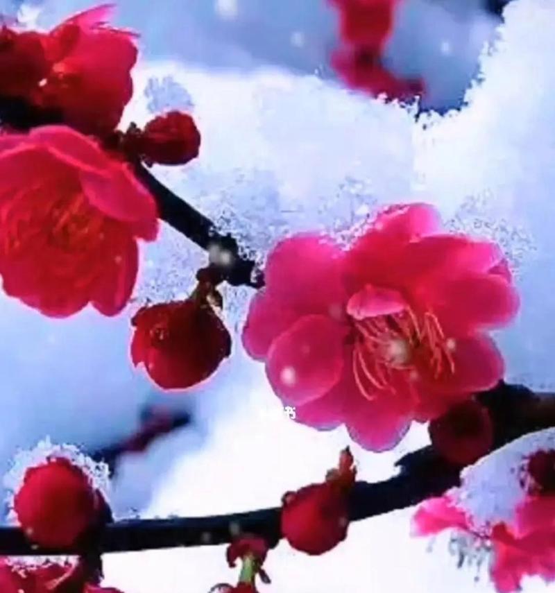 水梅花的花语有哪些？它象征着什么？