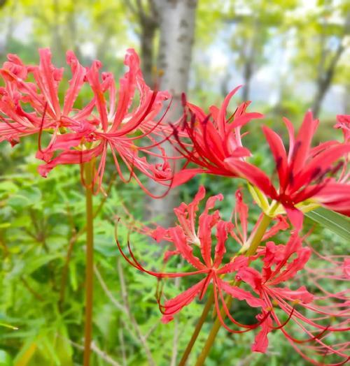 彼岸花在英国的花语是什么？它有何特别含义？