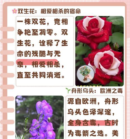 彼岸花在英国的花语是什么？它有何特别含义？