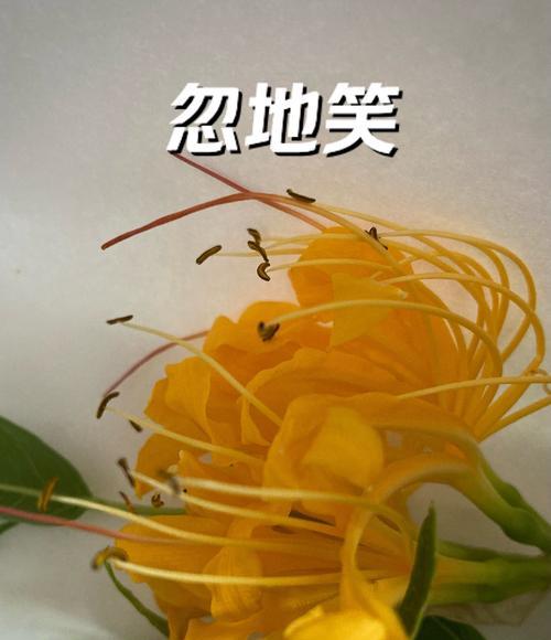 彼岸花在英国的花语是什么？它有何特别含义？