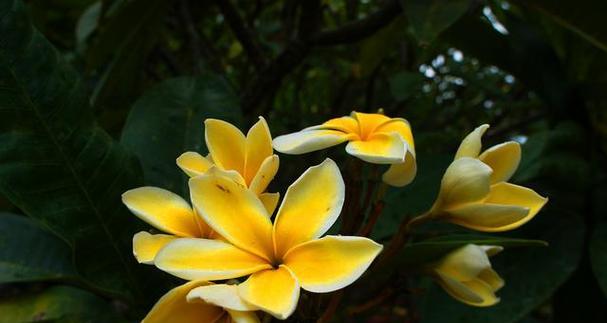 黄色栀子花的花语是什么？它象征着什么？