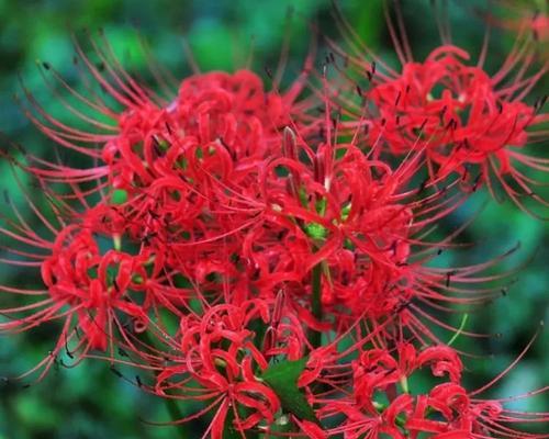 红色彼岸花的花语是什么？它有何寓意？
