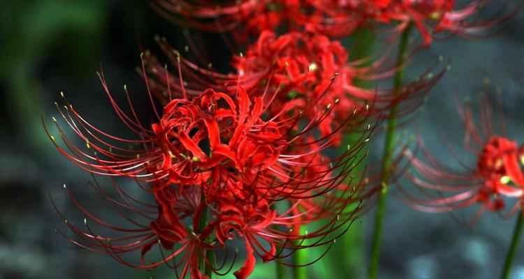 红色彼岸花的花语是什么？它有何寓意？