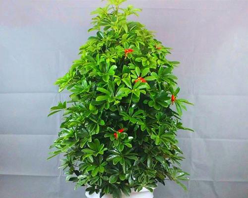 鸭掌木的花语有哪些？它象征着什么？