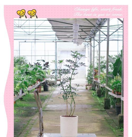鸭掌木的花语有哪些？它象征着什么？