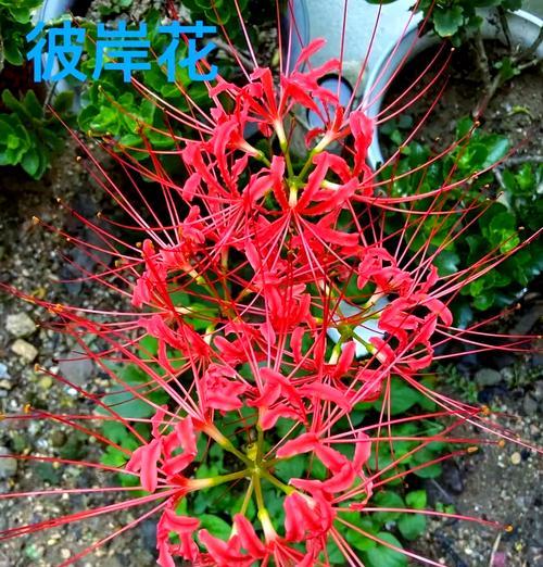 红色比岸花的花语是什么？它有何特别含义？