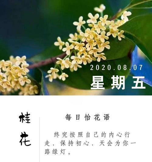 桂花的花语象征和寓意是什么？