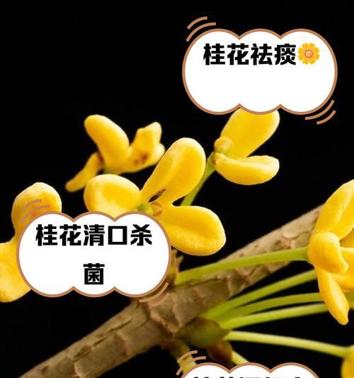 桂花的花语象征和寓意是什么？