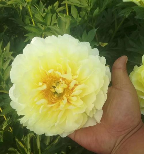 黄色芹叶牡丹的花语是什么？它代表了什么？