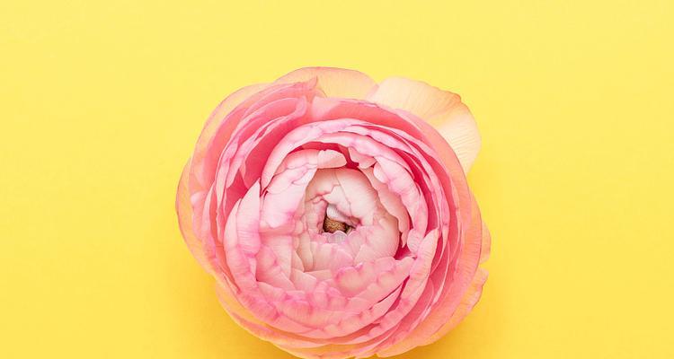 黄色芹叶牡丹的花语是什么？它代表了什么？