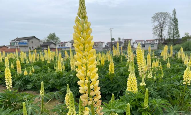 黄色芹叶牡丹的花语是什么？它代表了什么？