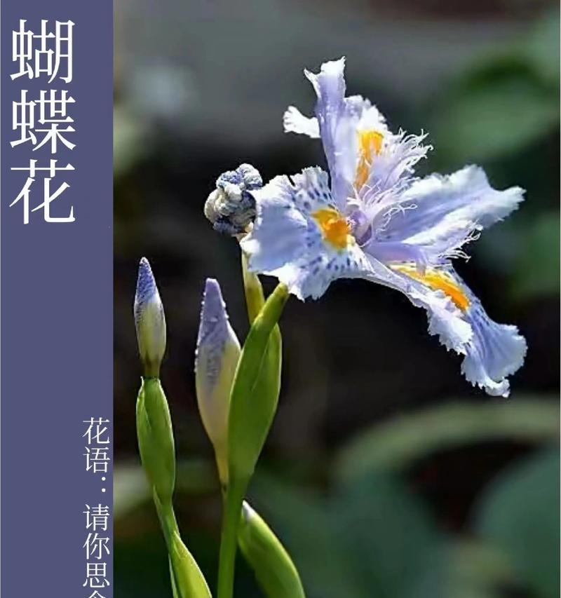 蝴蝶花的花语有哪些含义？
