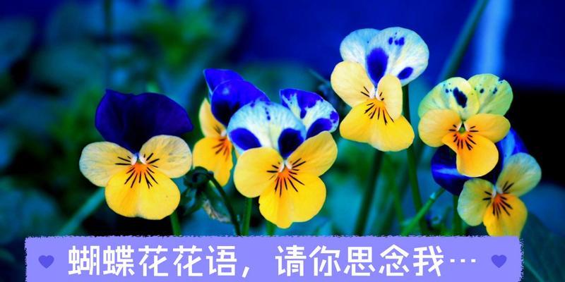 蝴蝶花的花语有哪些含义？