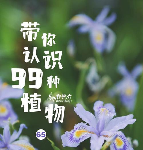 蝴蝶花的花语有哪些含义？