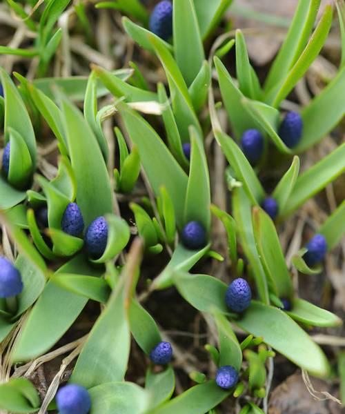 麝香花的象征意义是什么？