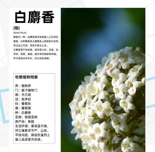 麝香花的象征意义是什么？