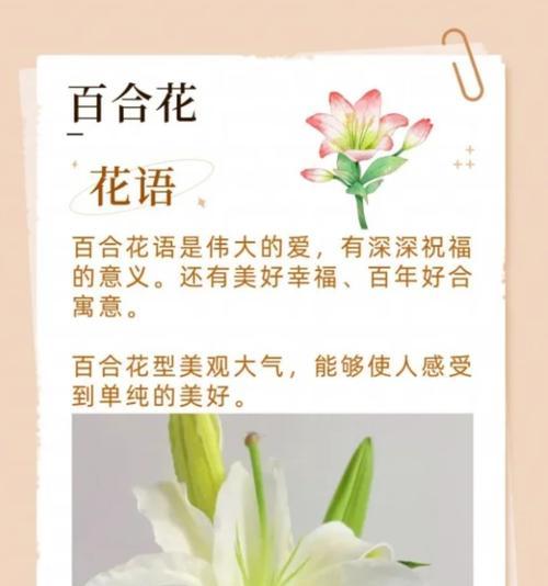 向日葵有哪些不同的花语？