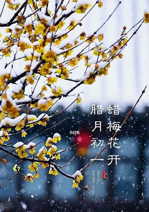 腊花的花语代表了什么？