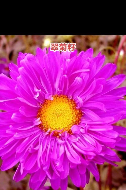 腊花的花语代表了什么？
