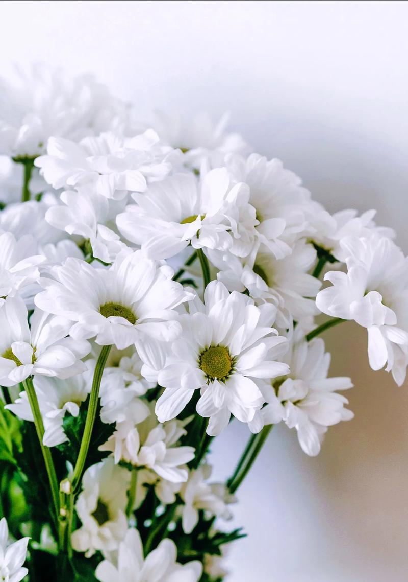 小邹菊的花语是什么意思？