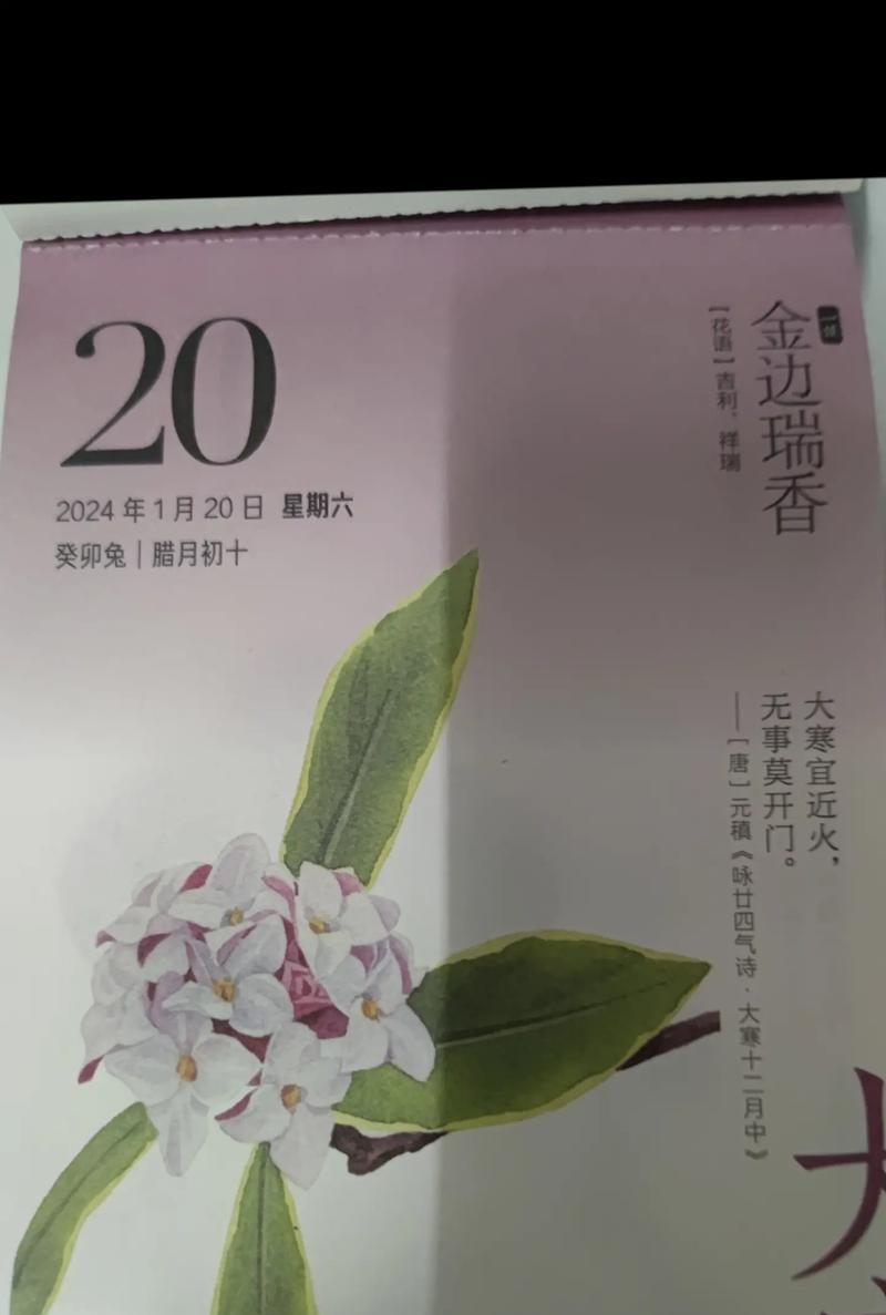 秀妍花的花语有何特别之处？