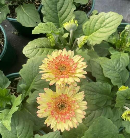 扶郎菊太阳花象征着什么？