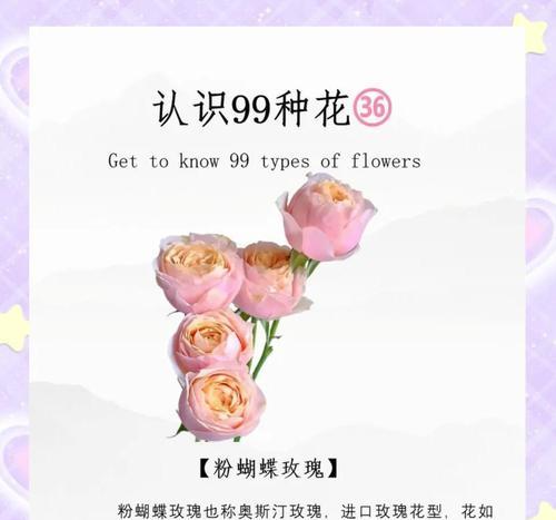粉玫瑰和桔梗花的花语有何不同？