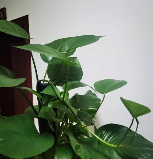 绿萝的花语有哪些含义？