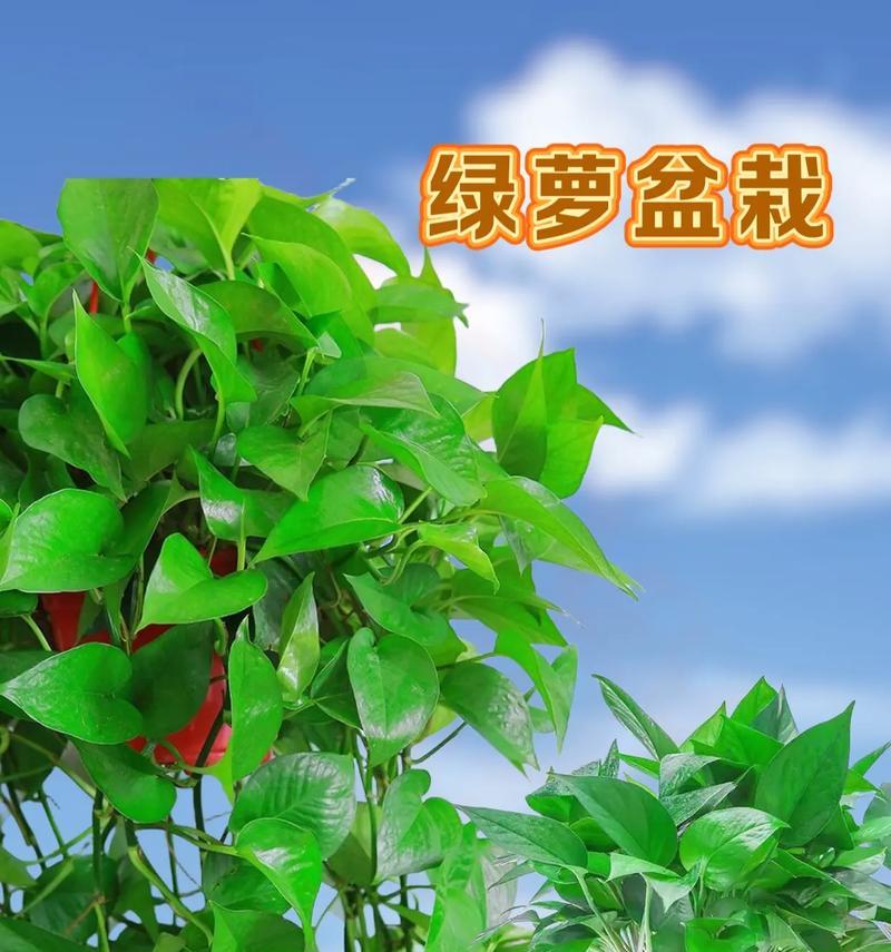 绿萝的花语有哪些含义？