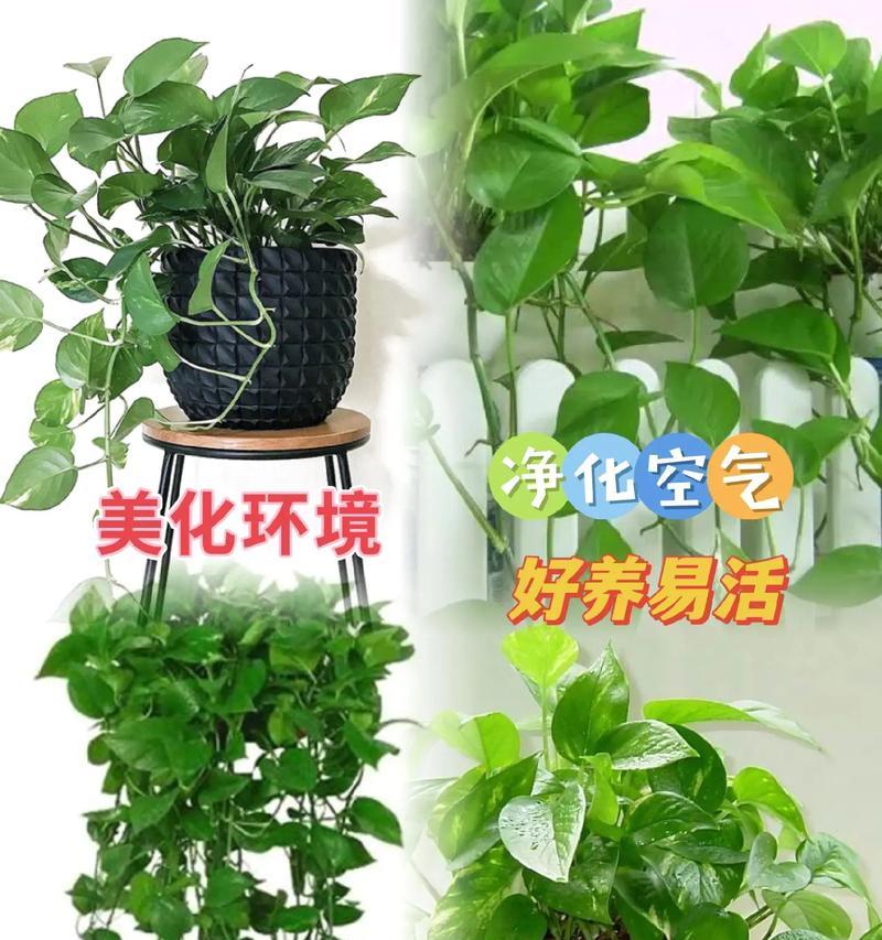 绿萝的花语有哪些含义？