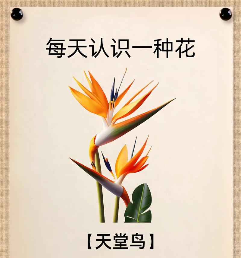 泰国本土花有哪些特别的花语？