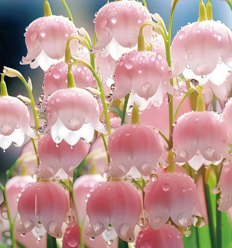 泰国本土花有哪些特别的花语？