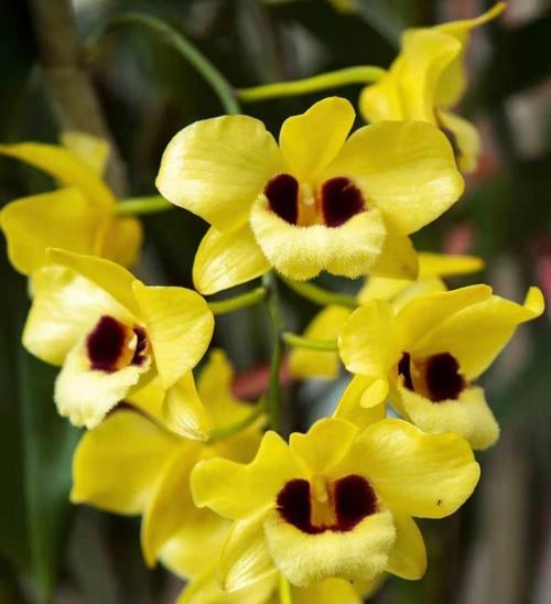 泰国本土花有哪些特别的花语？