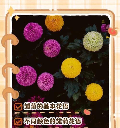 小雏菊的花语和寓意有哪些？