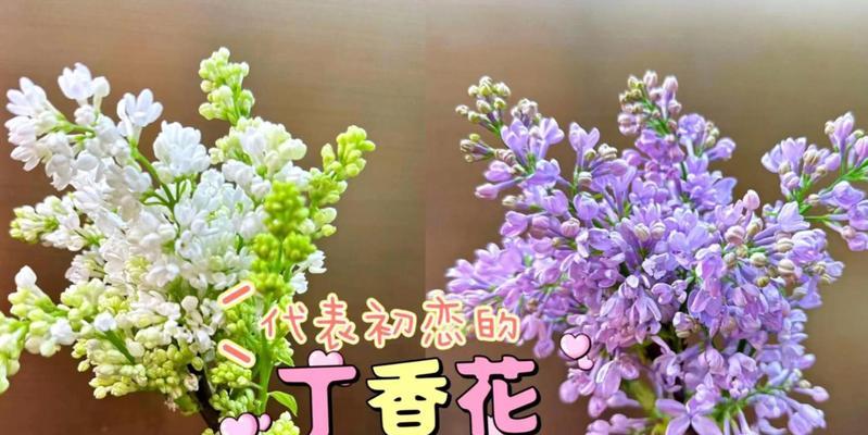 丁香花的花语代表了什么？