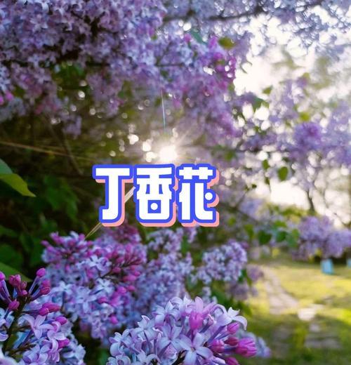 丁香花的花语代表了什么？