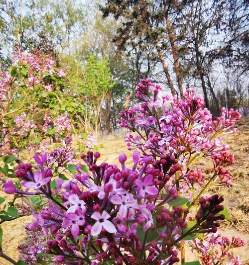 丁香花的花语代表了什么？