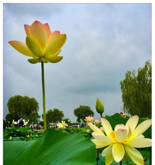 紫羊绒花语是什么意思？秋天开花的花语有哪些？