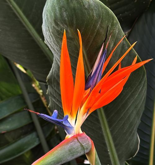 秋天开花的花语有哪些？望鹤兰花语是什么？