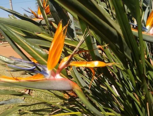 秋天开花的花语有哪些？望鹤兰花语是什么？