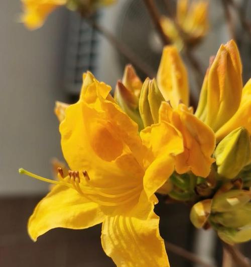 秋天开花的花语有哪些？望鹤兰花语是什么？