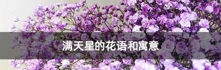 望鹤兰花语是什么意思？朋友满天星的花语是什么？