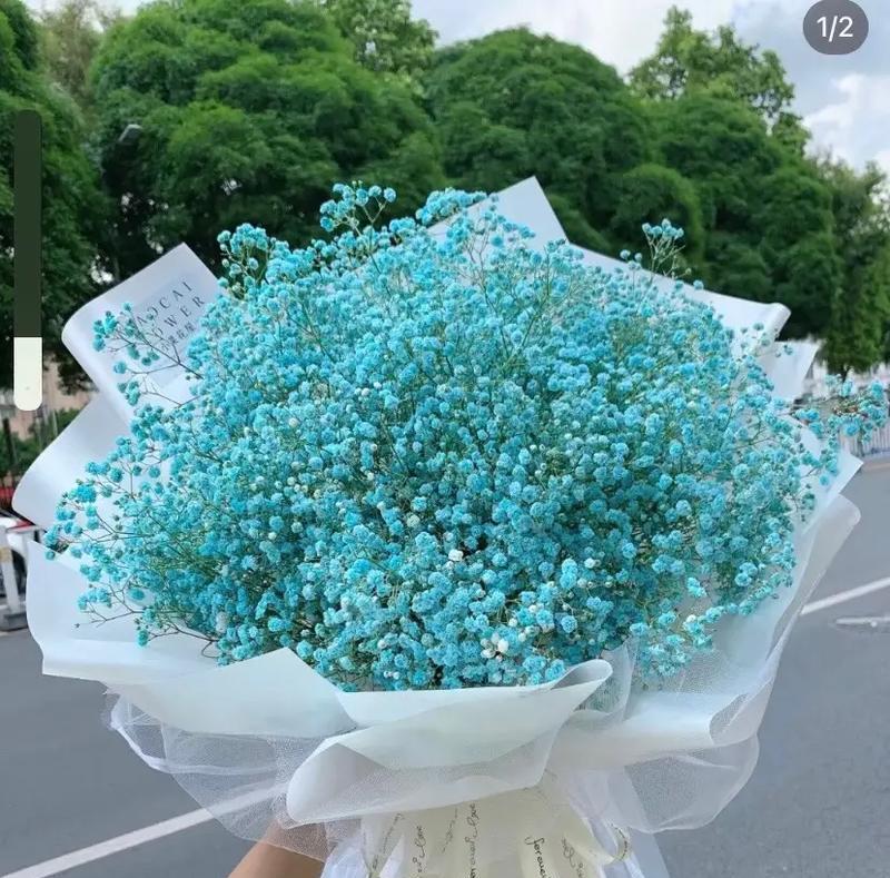 朋友满天星的花语有哪些？瑞香花花语与传说是什么？