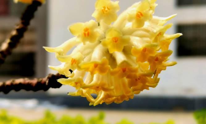 瑞香花花语与传说有哪些？莲花富贵竹的花语是什么？