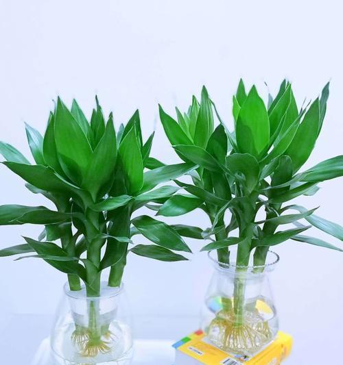 莲花富贵竹的花语有哪些？仙人掌仙人柱花语是什么？