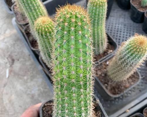 仙人掌仙人柱花语有哪些？铃花的花语和象征是什么？