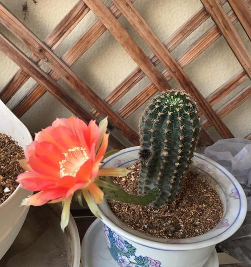 仙人掌仙人柱花语有哪些？铃花的花语和象征是什么？
