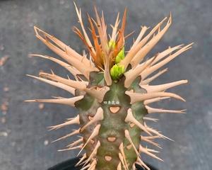 仙人掌仙人柱花语有哪些？铃花的花语和象征是什么？