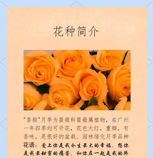 铃花的花语和象征有哪些？香槟玫瑰4朵花语是什么？